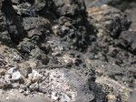 28008 Lizard on volcanic rocks.jpg